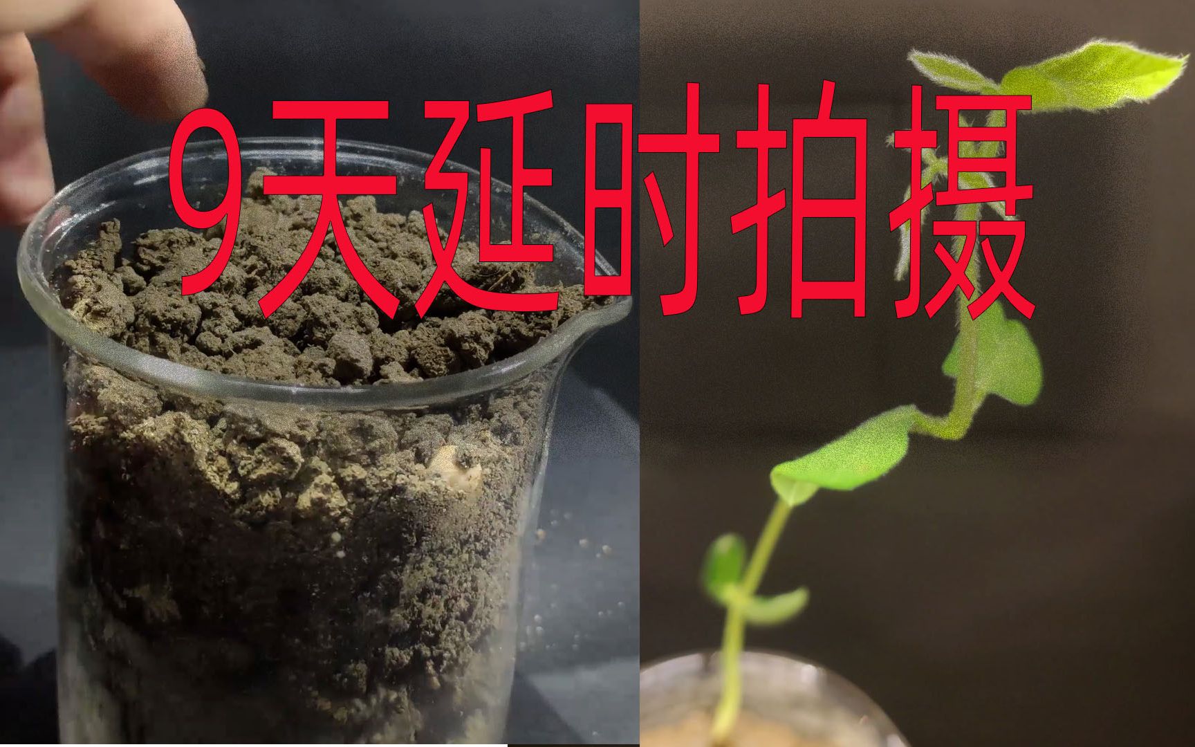 黄豆.耗时9天时间拍摄,植物的成长延时摄影.豆类第五集哔哩哔哩bilibili