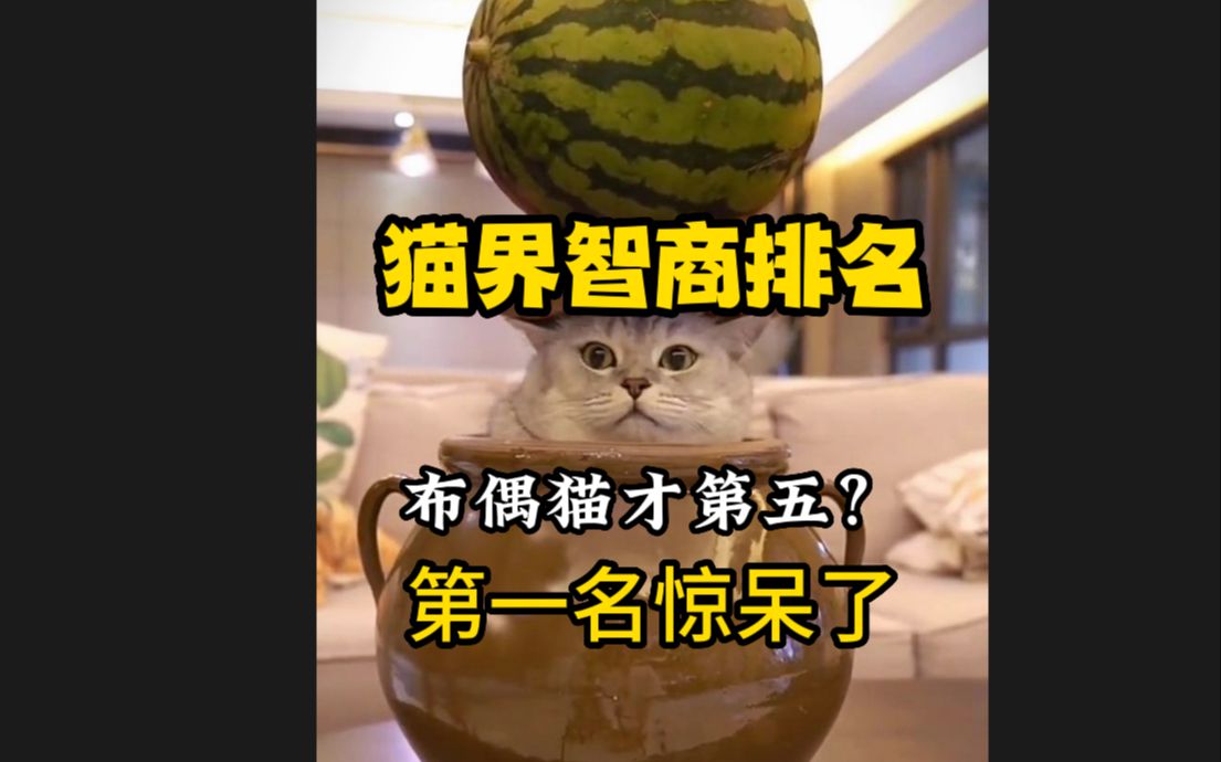 猫界智商排名,布偶才第五,第一竟然是?哔哩哔哩bilibili