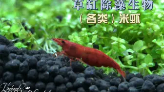 草缸千万别用黑玛丽除油膜了 浅谈草缸的生物除油膜 哔哩哔哩 Bilibili