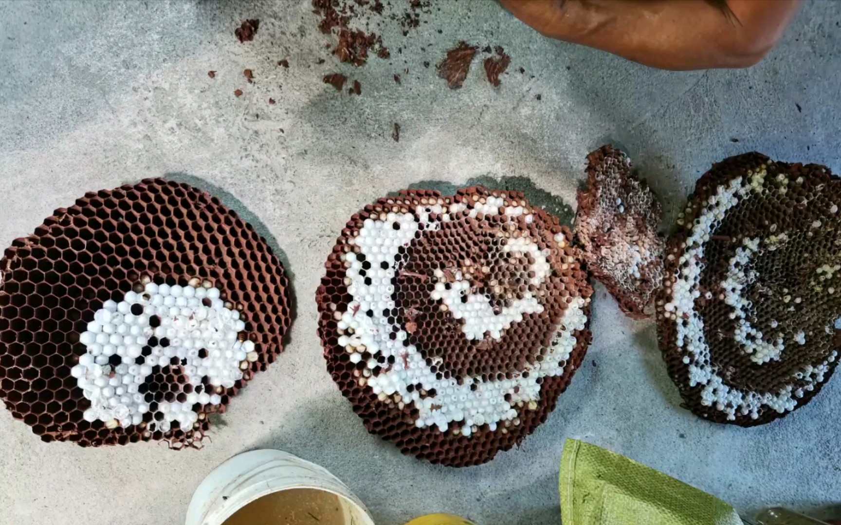 第二窝金环胡蜂刚有点旺,竟被别人投毒致死……_哔哩哔哩_bilibili