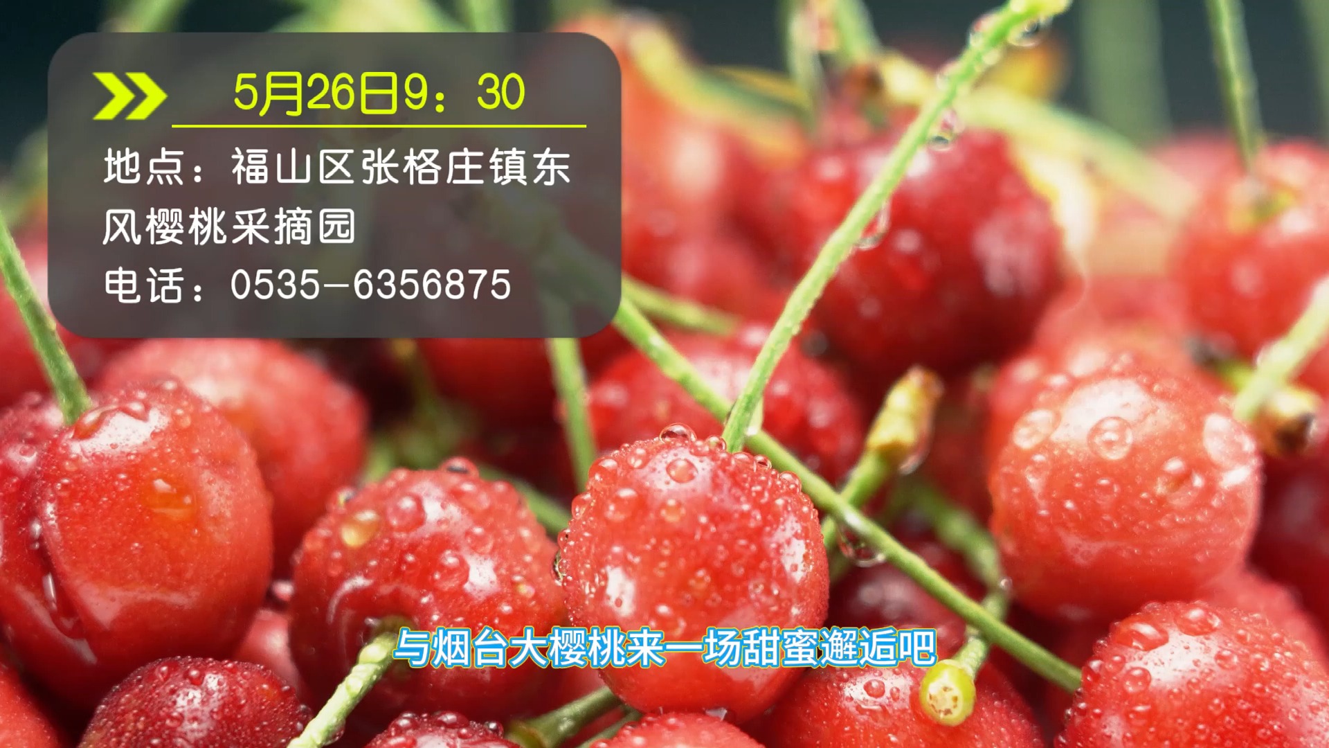 五月烟台好去处,烟台大樱桃采摘节来啦