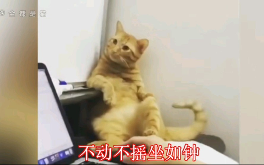 [图]功夫凶猫(^･ｪ･^)