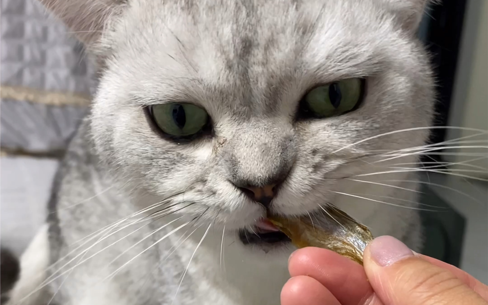 猫爱吃鱼是为什么?