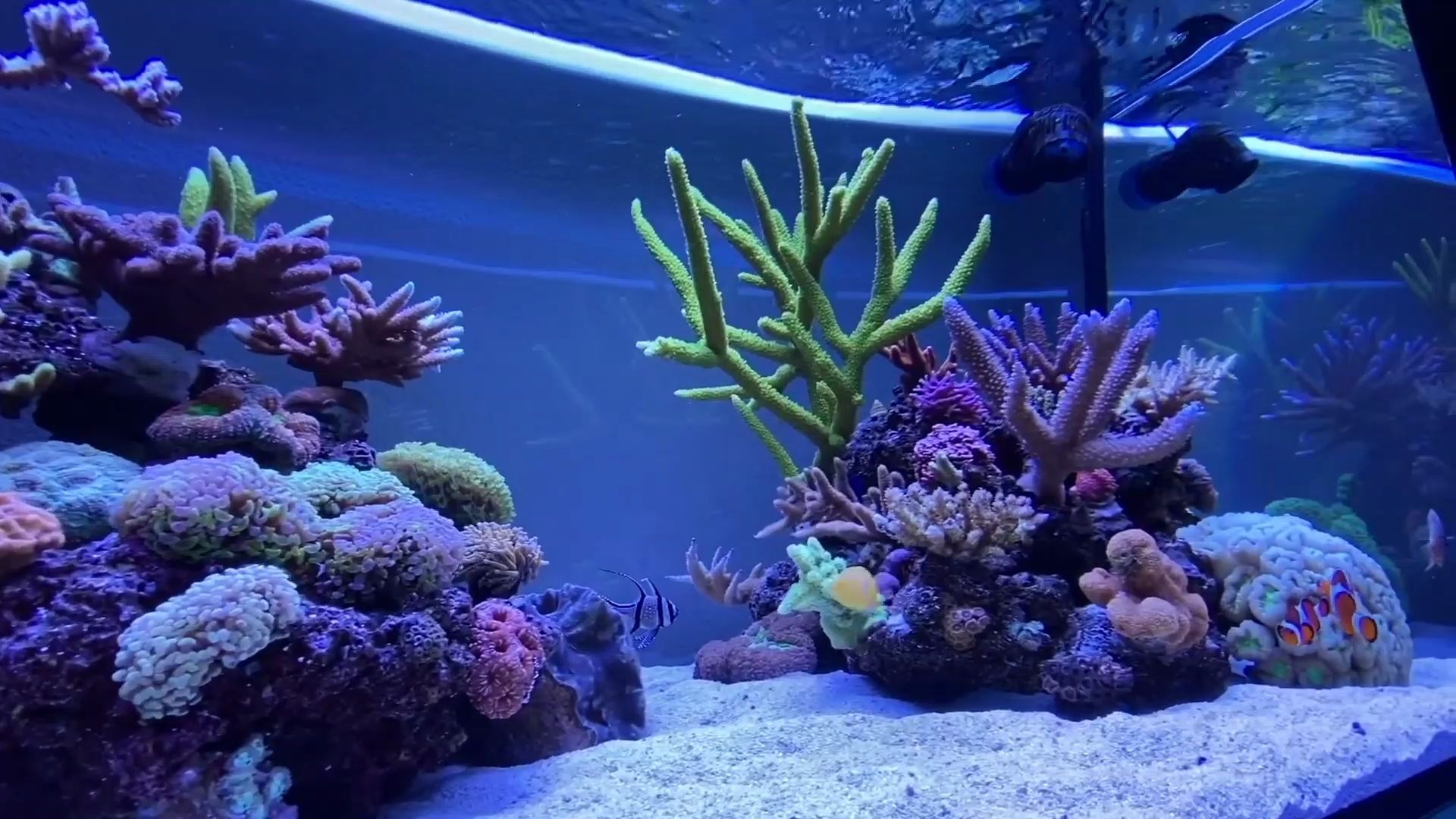 网红海缸静下心来看看很舒服