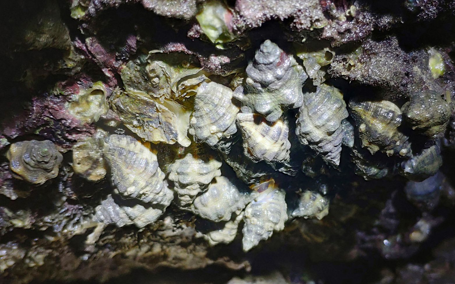 海边礁石上的辣螺图片