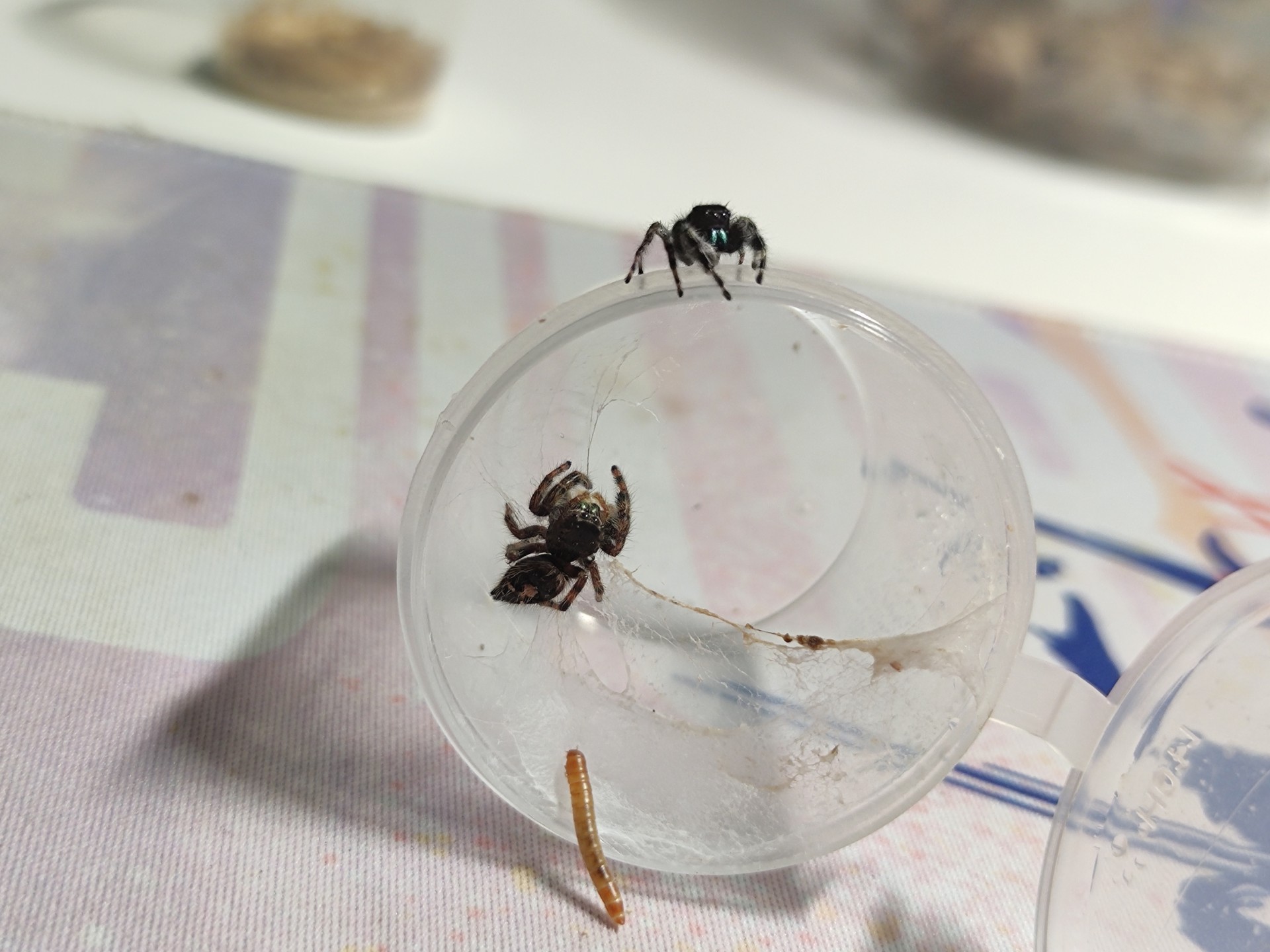 【奥达克斯跳蛛】兄友弟恭的一天