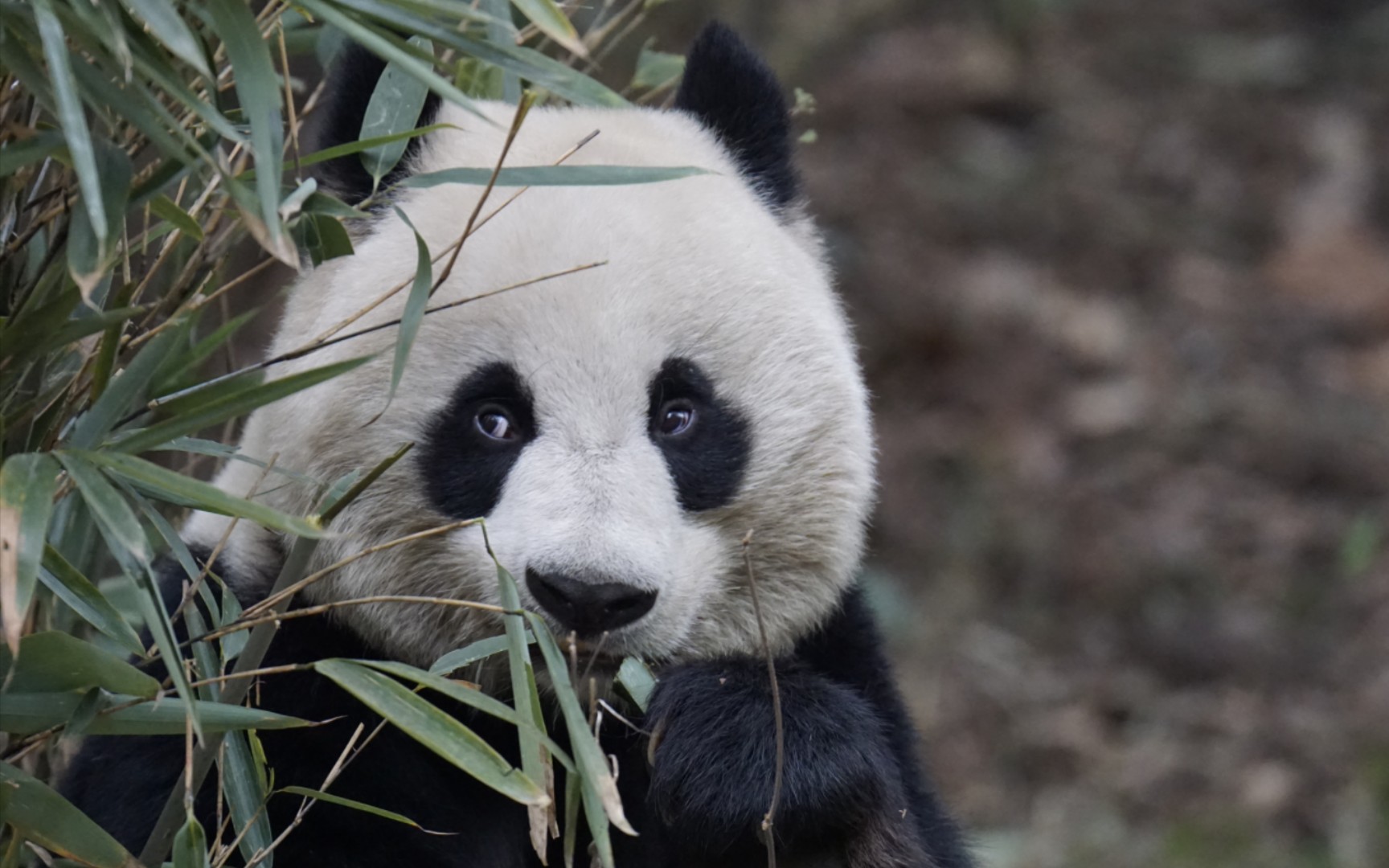 【大熊猫昭美】很给面子的昭美女士,表情还是那么生动