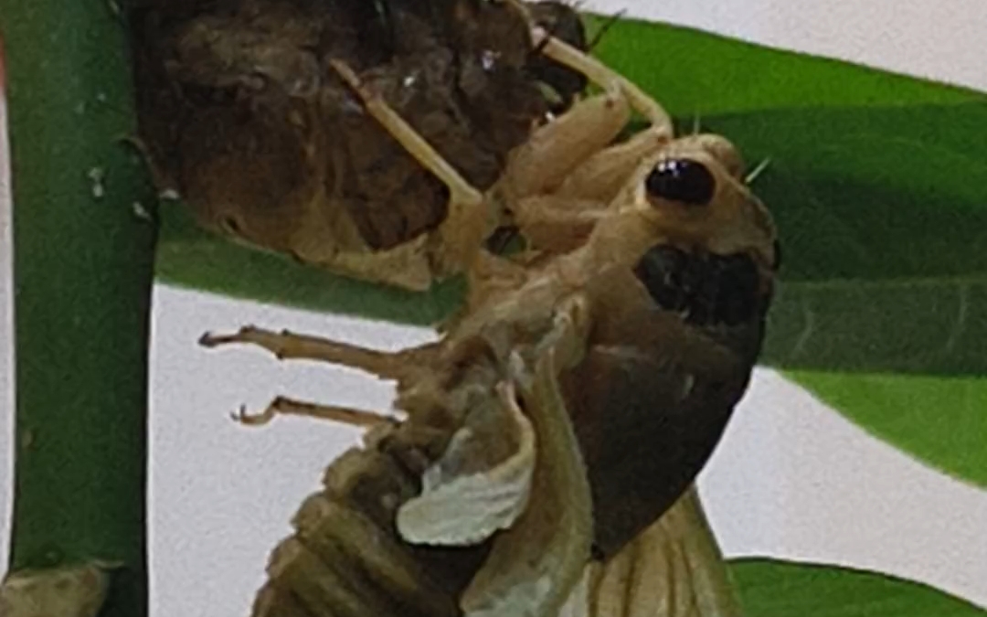 天蝉脱壳[1小时无声视频]