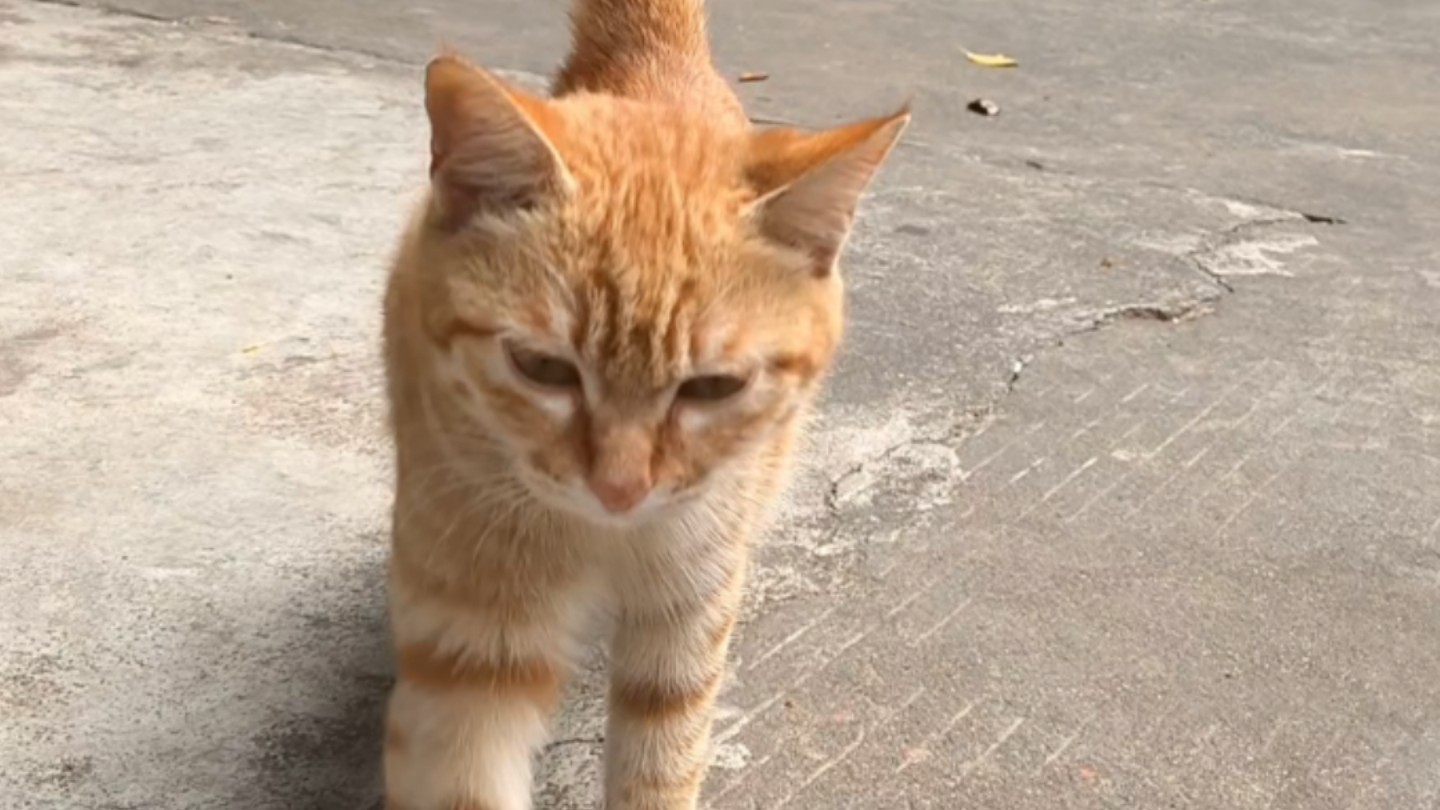 不进来和小橘猫贴贴吗?