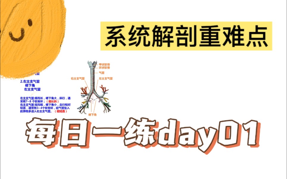 [图]《专升本系统解剖》【系统解剖专升本每日一练day01人体解剖冲刺复习】解剖学重点核心考点，期末考试复习冲刺专升本系统解剖