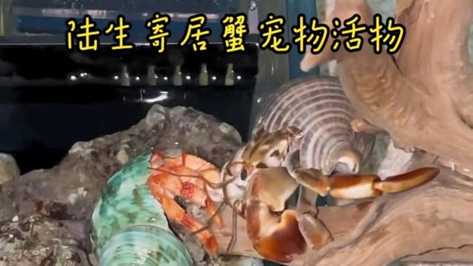 陆生寄居蟹,灰白寄居蟹,凹足寄居蟹!