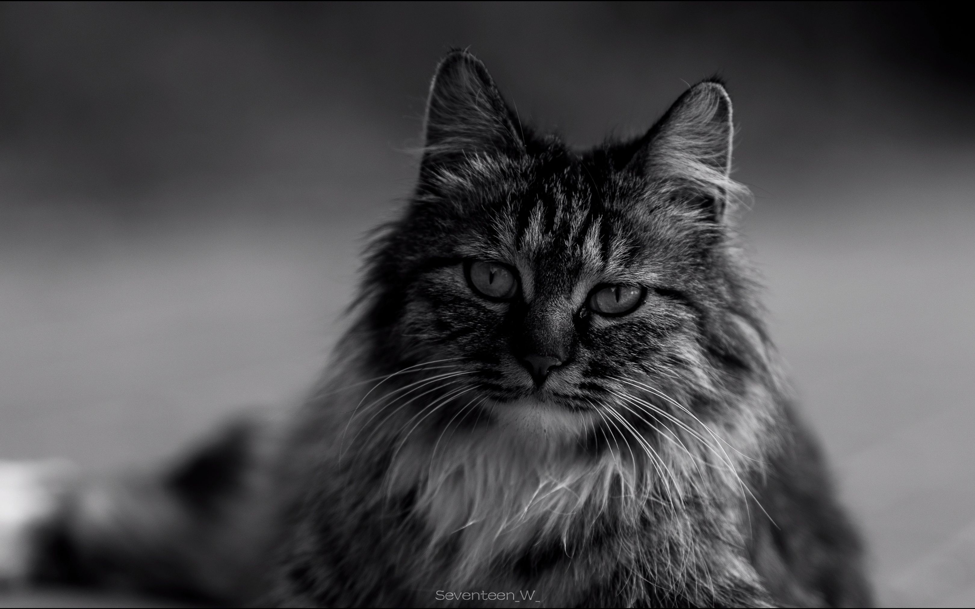 心里好难受,所以我把这些天最喜欢的照片全部调成了黑白色