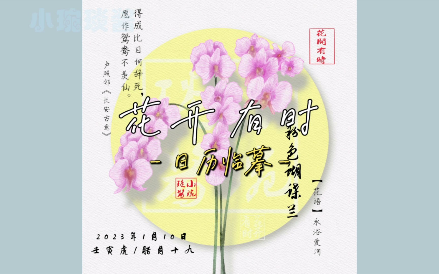 【花开有时】粉色蝴蝶兰哔哩哔哩bilibili