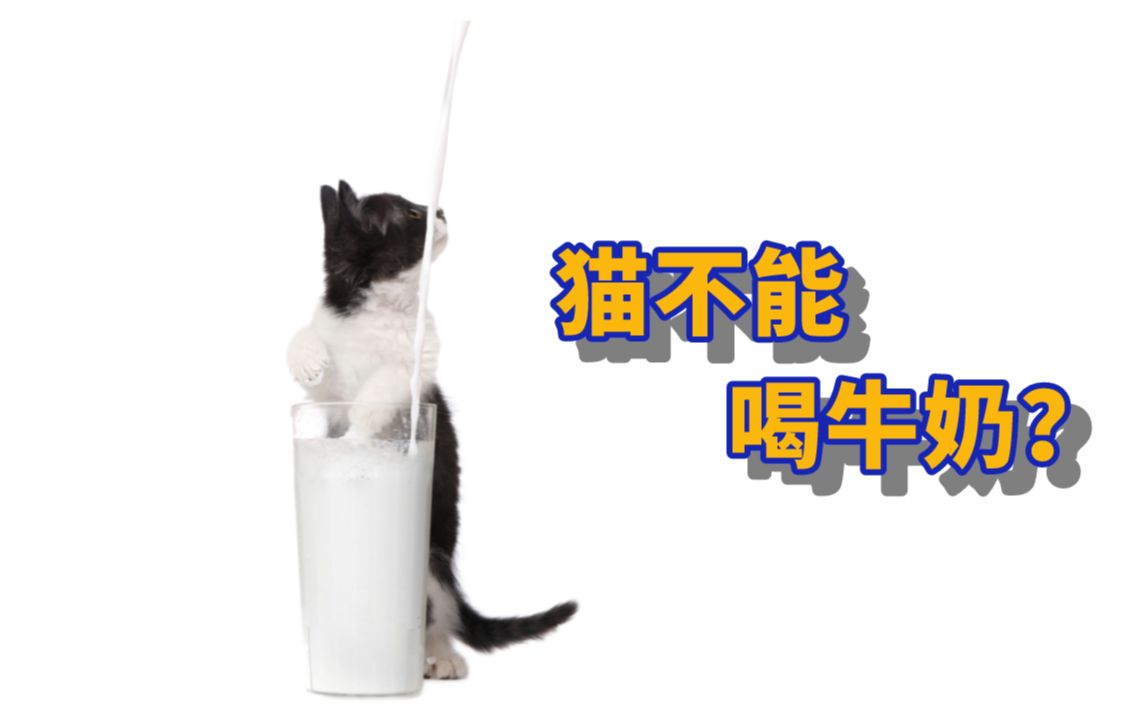 猫咪到底该喝什么奶?别被当韭菜割了!哔哩哔哩bilibili