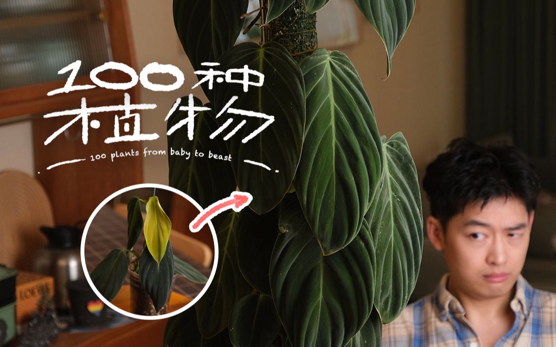 100种植物从小养到大|牡蛎蔓绿绒哔哩哔哩bilibili