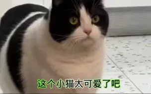 搞笑猫咪，这个小猫也太可爱了吧