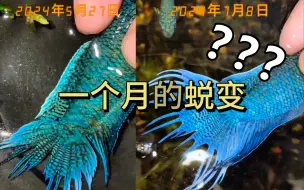 下载视频: 【国斗】这还是同一条鱼吗？？