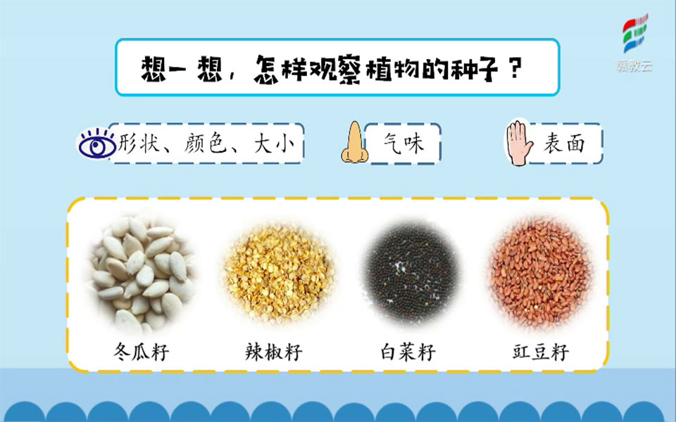 三年级科学(湘教版)《植物的一生——种子萌发》哔哩哔哩bilibili