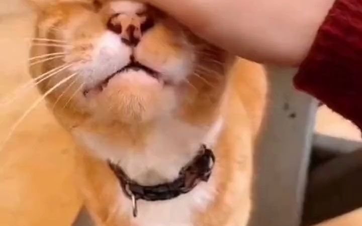 撸猫英语怎么说petting the cat 英语学习 日常口语 生活英语 撸猫哔哩哔哩bilibili