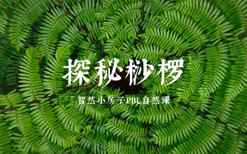 智然小房子PBL自然课《探秘桫椤》哔哩哔哩bilibili