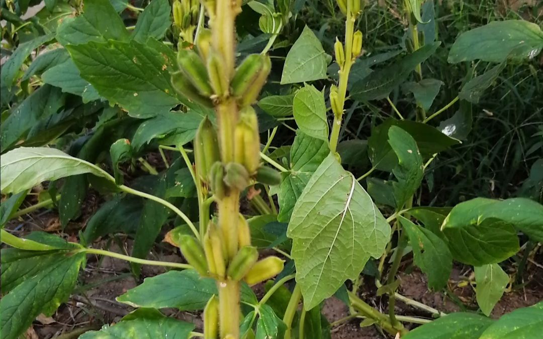 芝麻开花节节高,路边的芝麻哔哩哔哩bilibili