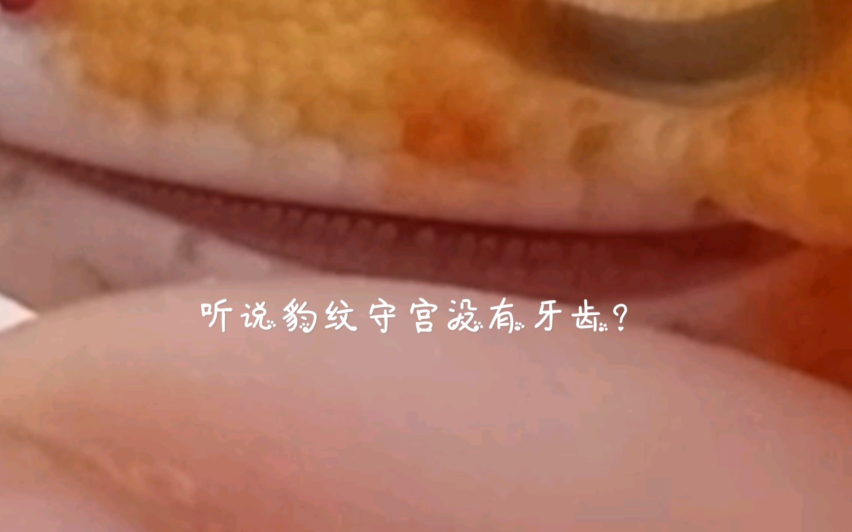 【豹纹守宫】论豹纹守宫到底有没有牙齿