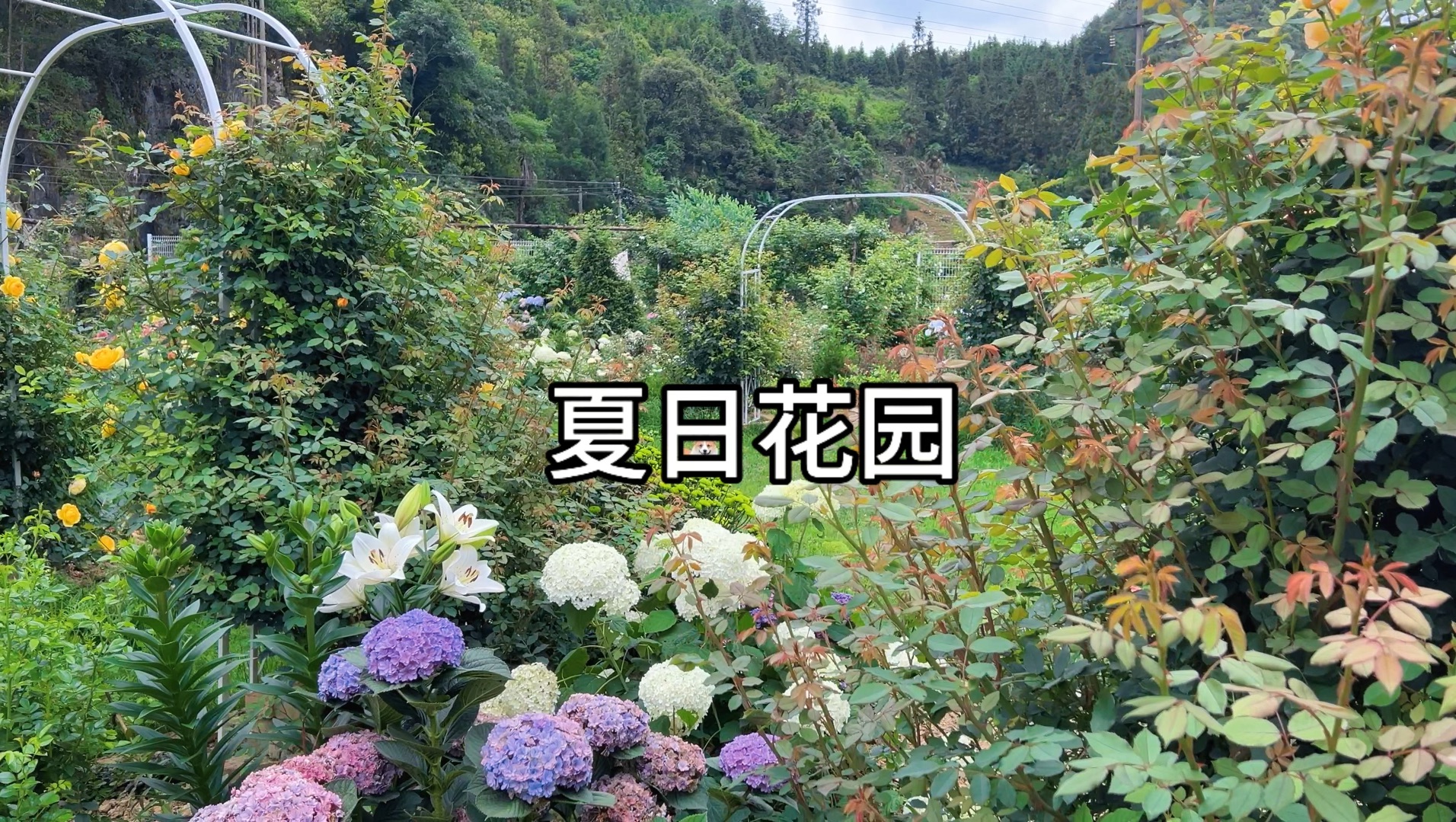 夏天的花园哔哩哔哩bilibili