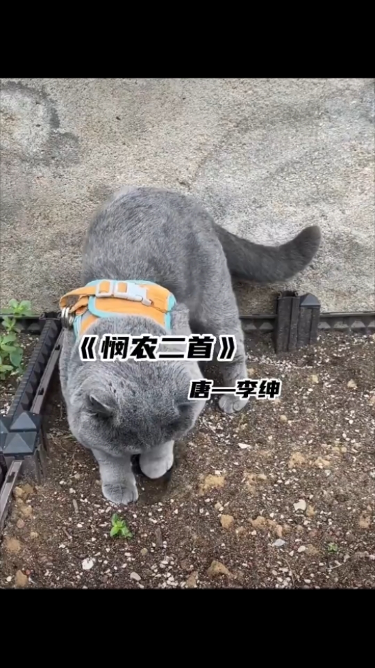 [图]《悯农二首》—猫咪版，锄禾日当午，猫咪和下土！