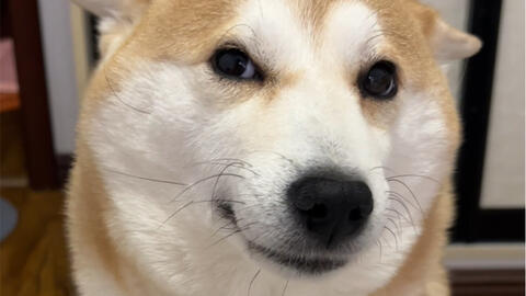 柴犬十月 美人的眼睛会说话 哔哩哔哩 Bilibili 柴犬十月 美人的眼睛会说话 哔哩哔哩 Bilibili