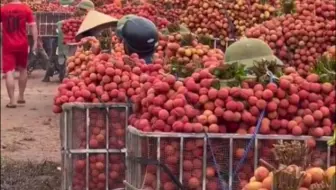 我敢说没有几个人把我家荔枝品种都吃过，不信来看