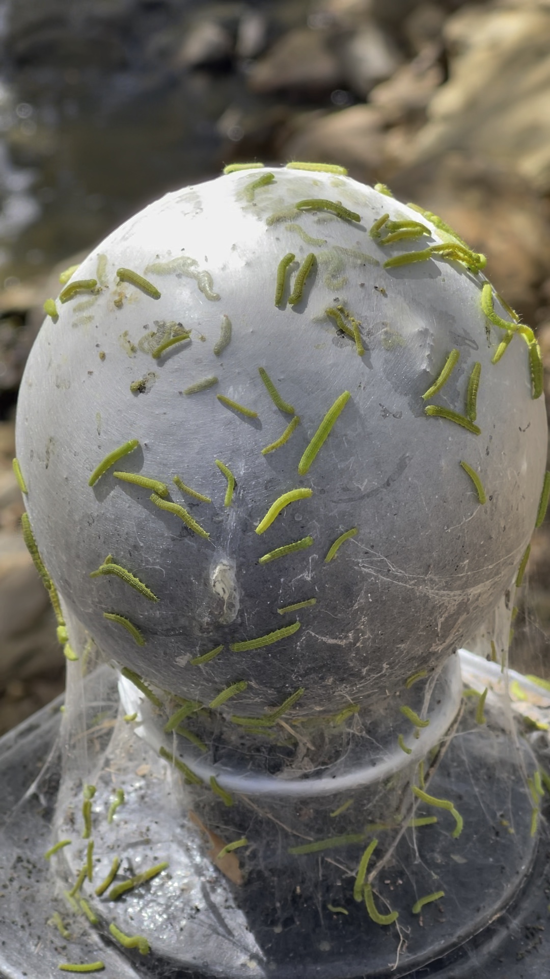 吊丝虫plutella xylostella软软滴