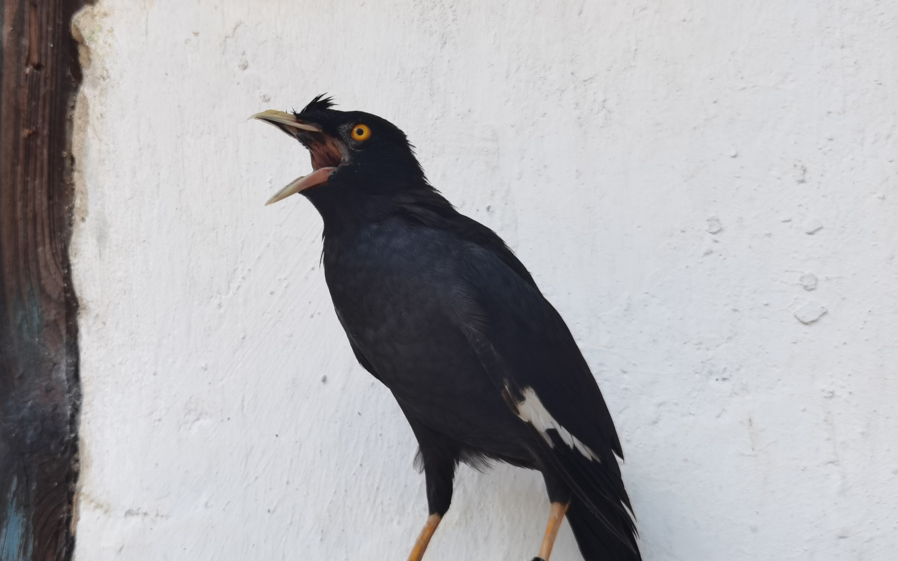 农村英姐养的两只小八哥,每天都给它们自由还不飞走,真听话