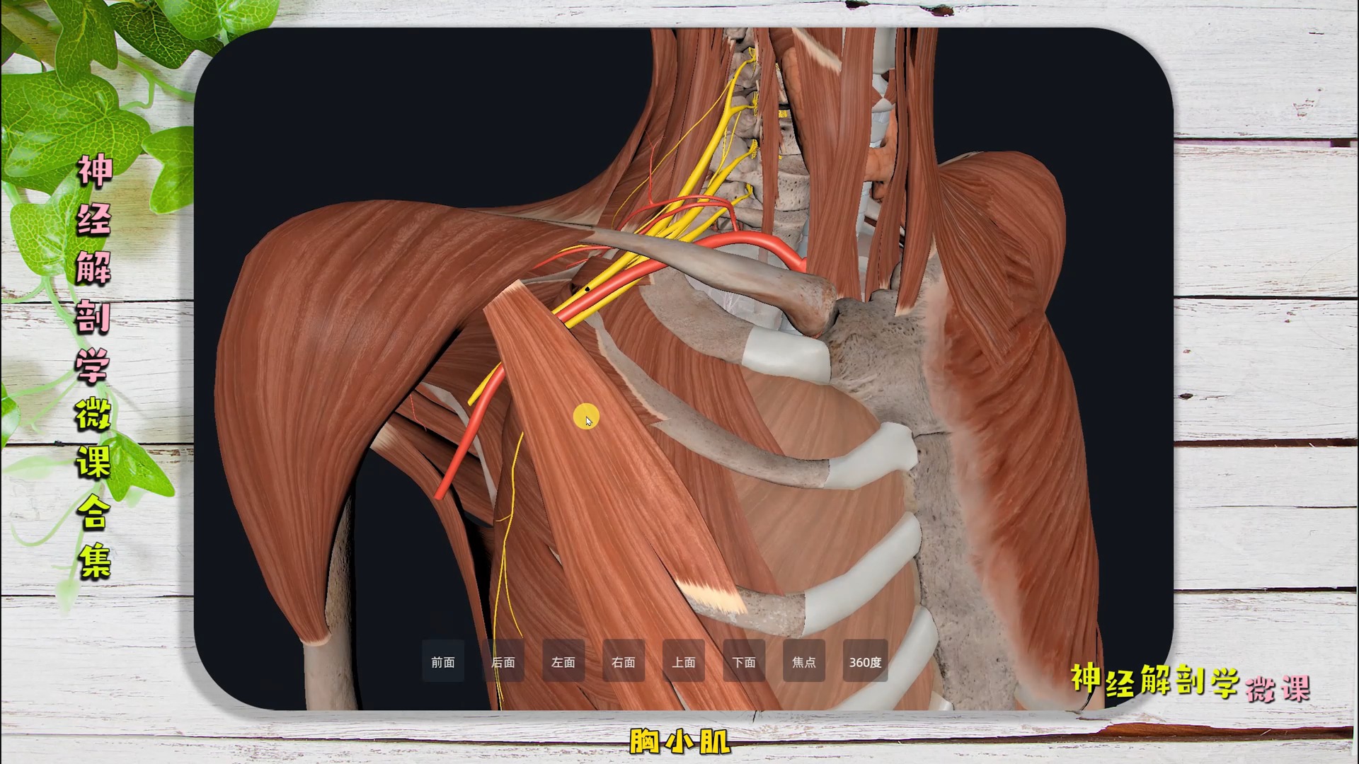 第95集 臂丛锁骨上分支脊神经解剖 PS:【3D人体解剖学微课合集】236集,入课地址在评论区置顶贴内!哔哩哔哩bilibili