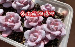 多肉植物种子 哔哩哔哩 Bilibili