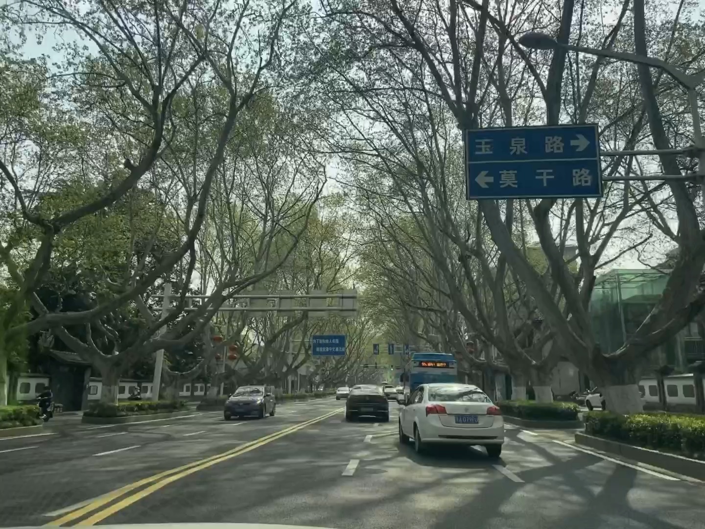 北京西路梧桐树长嫩芽了3月的南京犹如