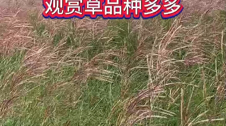 苗圃清地,观赏草品种多多,北京大兴基地处理中.哔哩哔哩bilibili