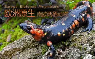 Download Video: 【欧洲原生】两爬（4）火蝾螈（Salamandra salamandra）合集1