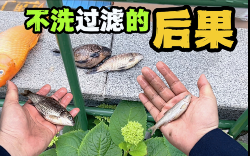 养鱼不洗过滤和不换水同样致命!勤换水勤洗棉才能养好鱼!哔哩哔哩bilibili