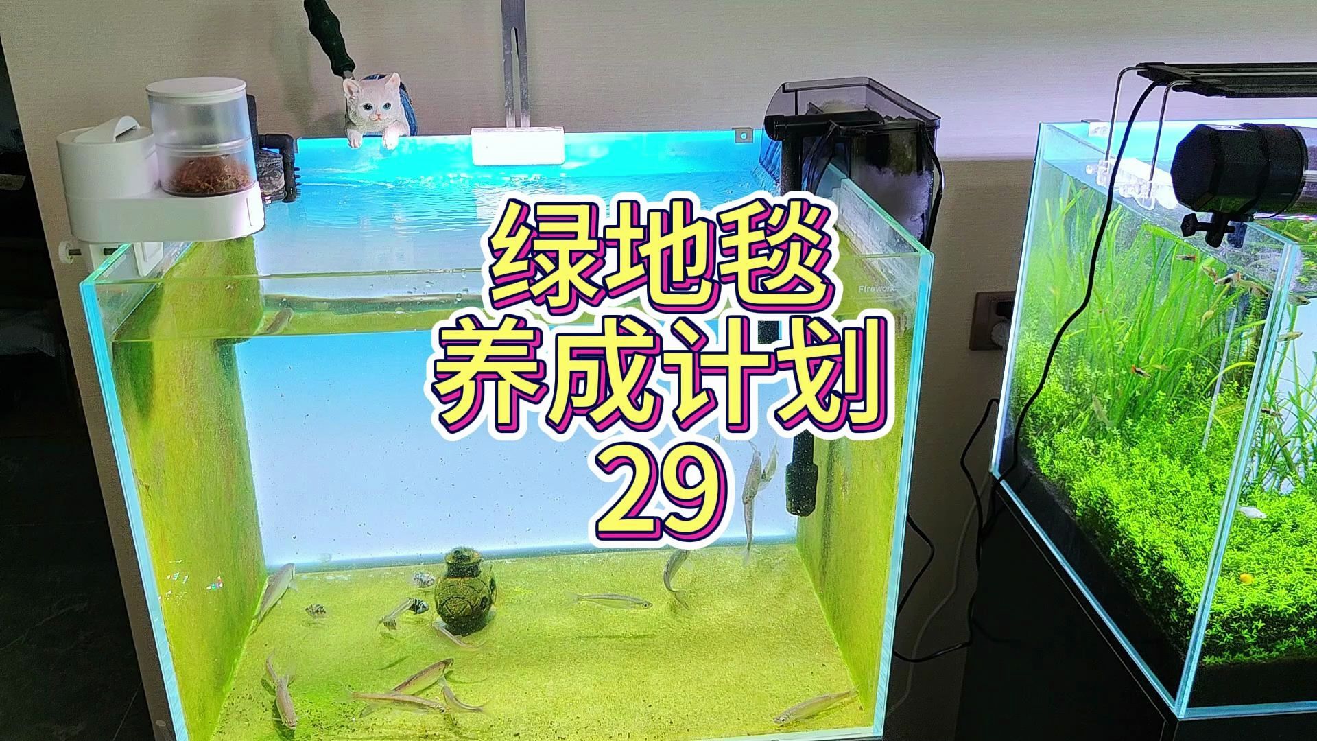 绿地毯养成计划29 可能是最终章了