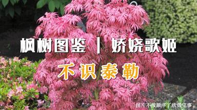 14280円 諸家髙点 俳諧雪月花 楓窓子編 弘化四年序刋 - 和書