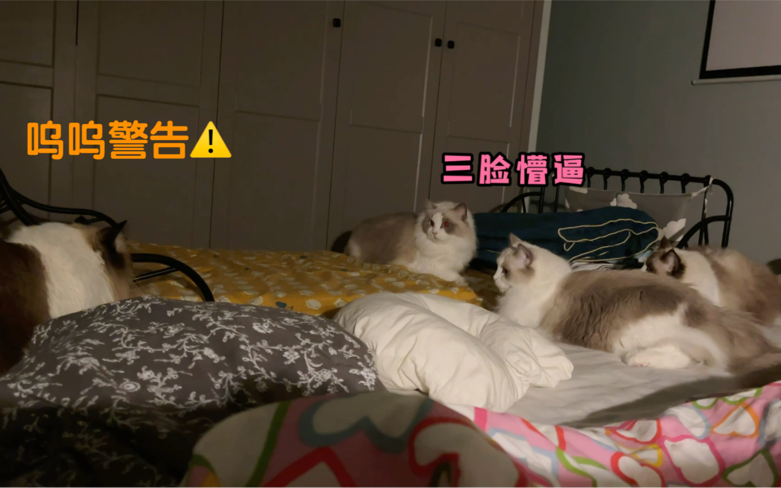 [图]布偶猫群为争夺铲屎官的爱上演甄猫传，大型后宫猫咪宫心计