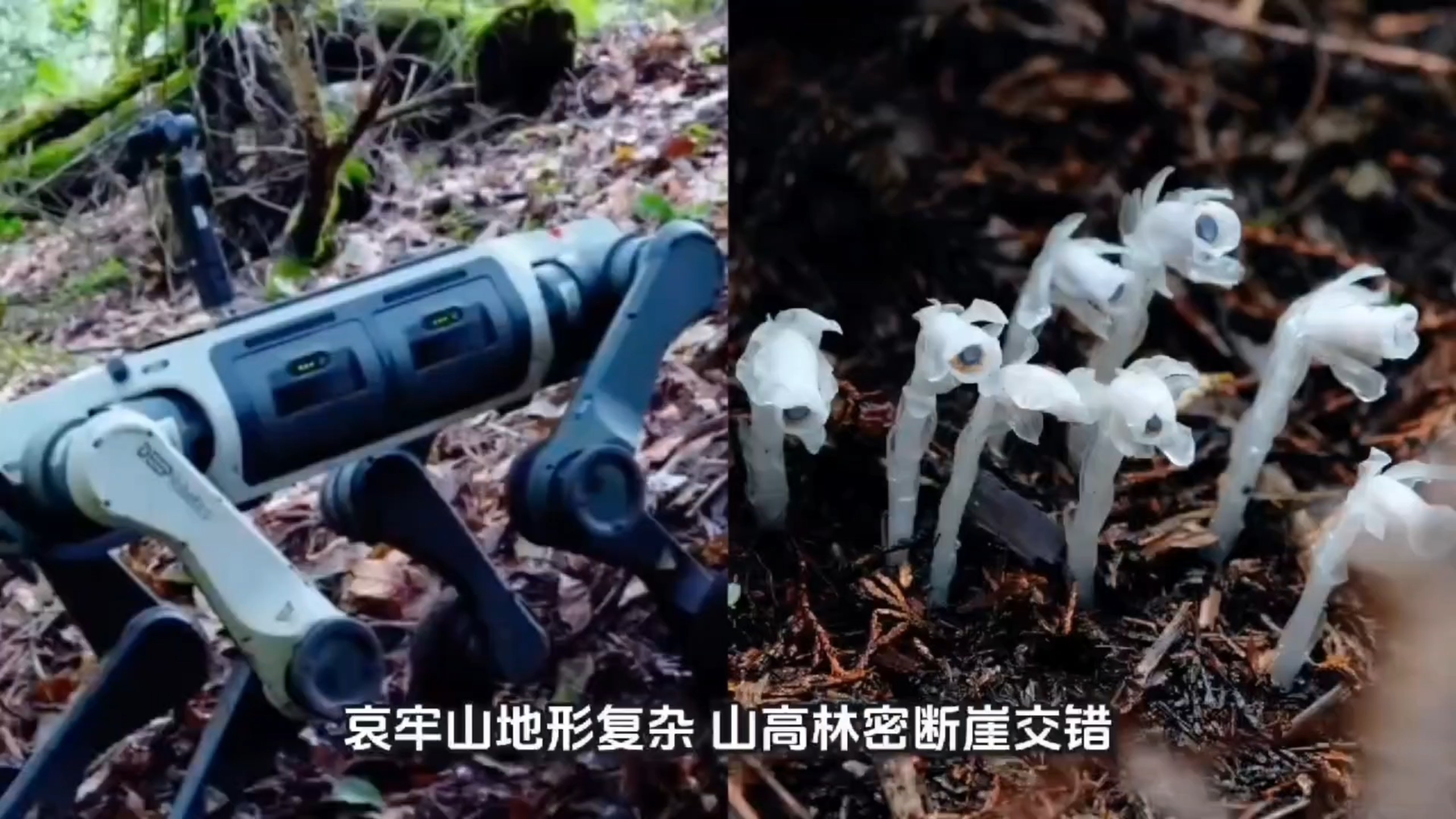 机器狗第一次进哀牢山就拍到冥界之花，助力深山科考