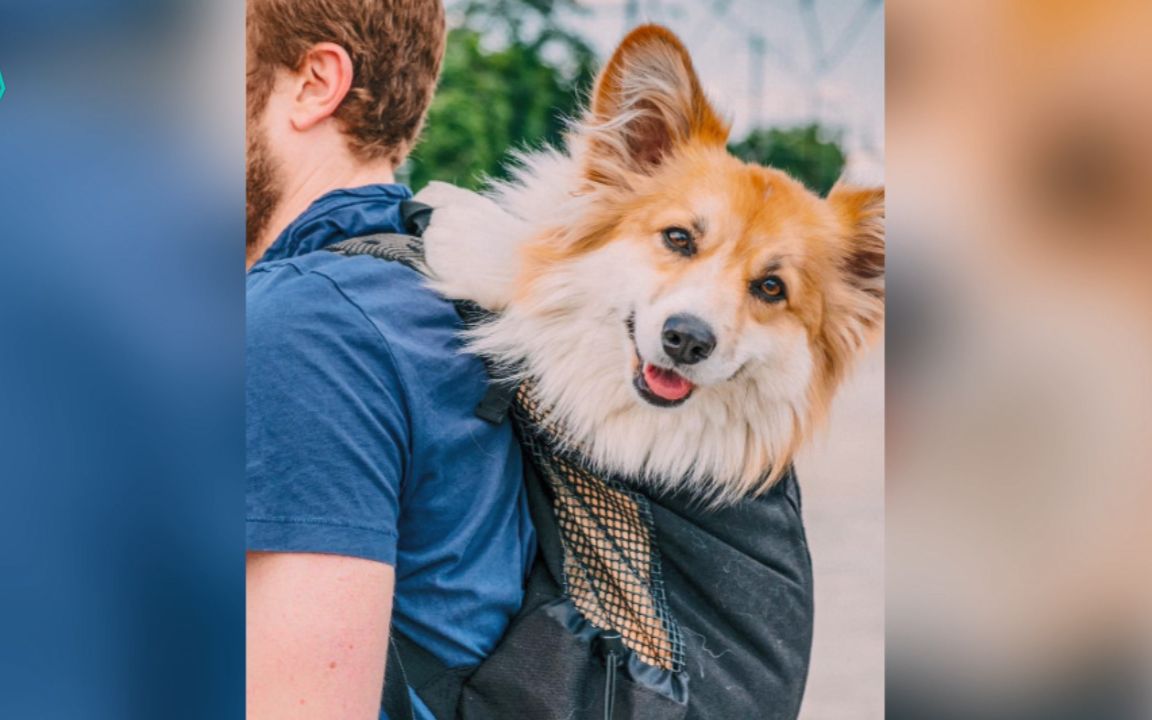 把狗子放进背包里开启旅行模式 这个受欢迎程度无敌啦