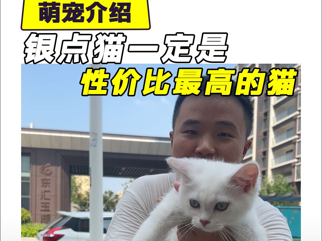 银点猫一定是性价比最高的猫!!哔哩哔哩bilibili