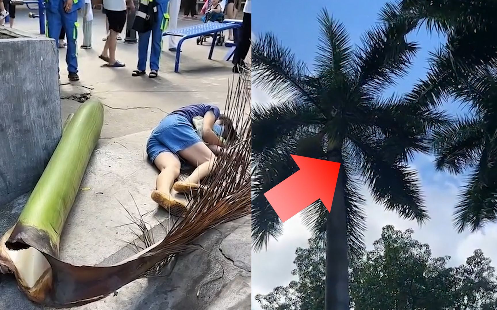 广州一路人被树叶砸晕,躺地无反应知情人发言揪心:颅内有积血