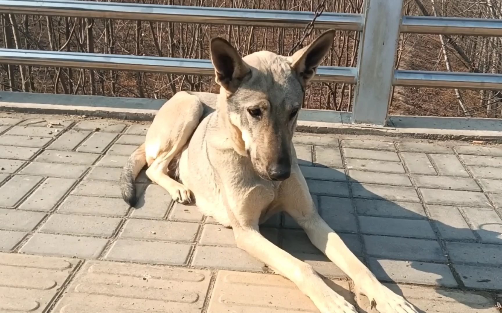 [图]农村狗市逛一逛，狼青 猎兔犬 狗崽，看看多少钱一只？真便宜！