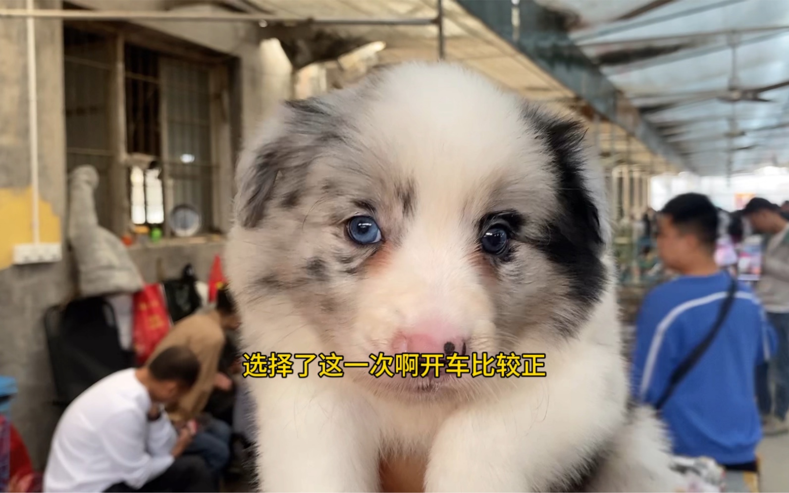 蓝眼睛陨石边境牧羊犬哔哩哔哩bilibili