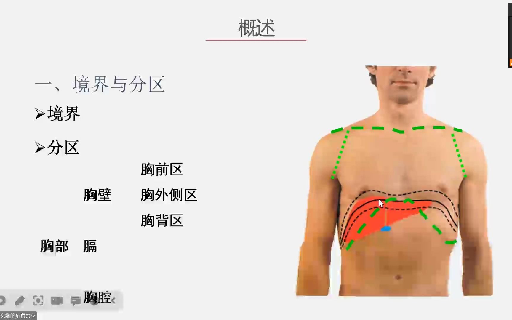 [图]局部解剖学—胸部