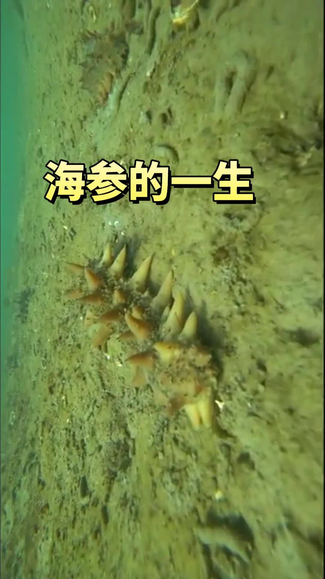 海参的一生都要经历些什么呢?