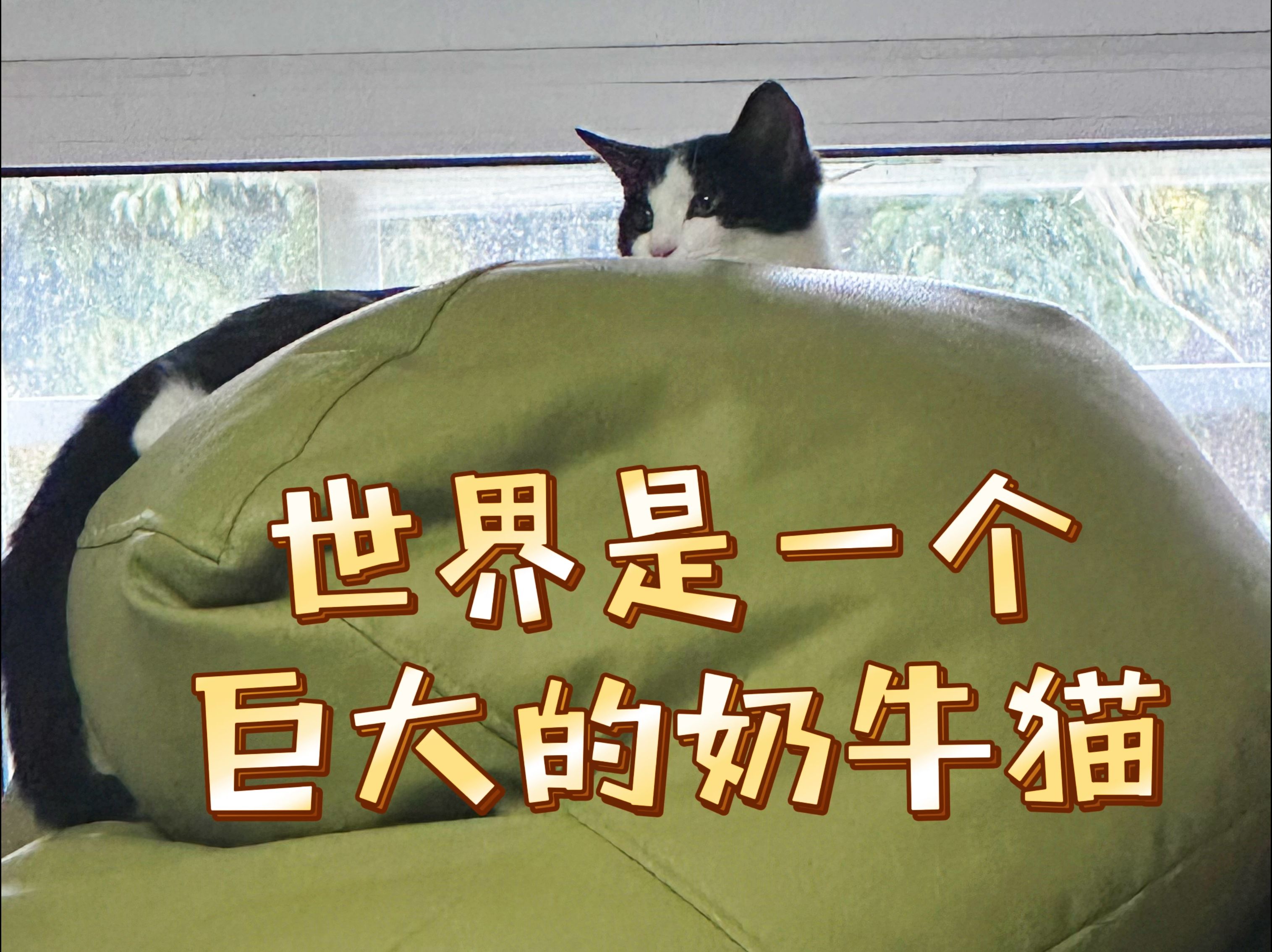 世界是一个巨大的奶牛猫哔哩哔哩bilibili